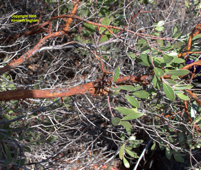 Overview of the distinctive red bark of <em>Arctostaphylos pungens</em>, pointleaf manzanita.
