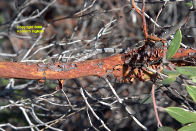 Closer view of the distinctive red bark of <em>Arctostaphylos pungens</em>.



