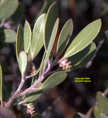 Close-up view of the leaves of <em>Arctostaphylos pungens</em>, pointleaf manzanita.
