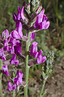 Photo of the lovely flowers of <em>Oxytropis lambertii</em>, commonly known as purple loco.



