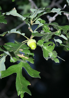 Closeup of an acorn amidst leaves of <em>Querrcus gambelii</em>, commonly called Gambel oak.