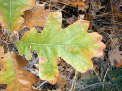 Closeup of leaves, turning brown in fall of <em>Querrcus gambelii</em>.