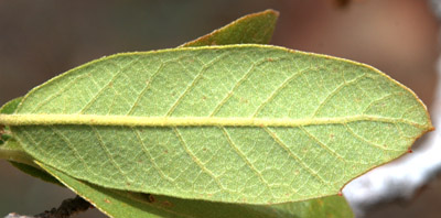 back of the leaf of <em>Quercus grisea</em>
