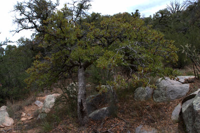 Gray oak overview
