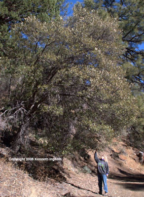Overview of <em>Querrcus hypoleucoides</em>, commonly called silverleaf or whiteleaf oak, from a hike on Gila National Forest road 157S.

