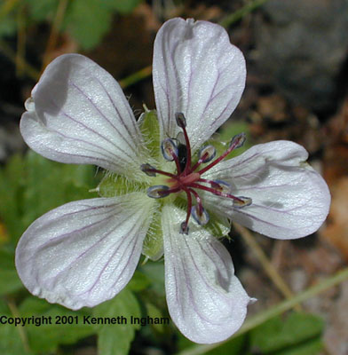 Flower of Geranium richardsonii.
