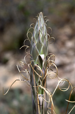 Overview of green sotol showing a new bloom stalk <em>Dasylirion leiophyllum</em>.