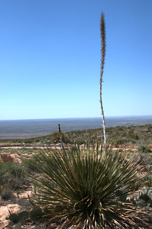 Dasylirion Sotol Seeds (50 Seeds) – Jalisco, Mexico – Cold Resistant Cacti & Succulent For Arid Climates