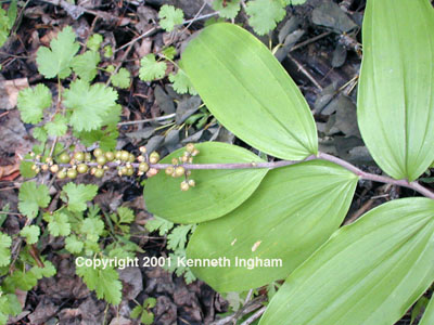 Overview of berries and leaves of the False Solomon's Seal, Maianthemum racemosum.
