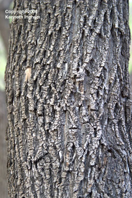 Bark of the velvet ash, <em>Fraxinus velutina</em>.
