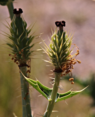 Closeup of young seedpods of the crested prickly poppy (a.k.a. scatter-spined prickly poppy) <em>Argemone polyanthemos</em>.