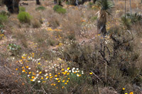 In the California deserts, these poppies, <em>Eschscholzia californica</em> sometimes stretch on as far as the eye can see.
