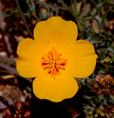 The flower of <em>Eschscholzia californica</em> ssp. <em>mexicana</em> is generally a rich yellow-gold color as seen here. 