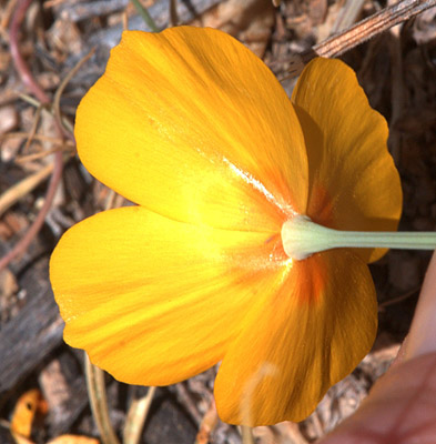 The back of the flower of <em>Eschscholzia californica</em> ssp. <em>mexicana</em>.