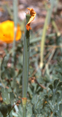 The seed pod of <em>Eschscholzia californica</em> ssp. <em>mexicana</em>.