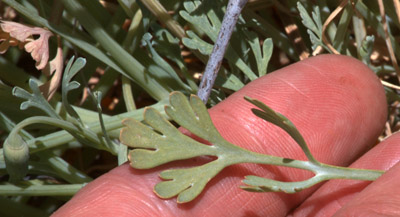 The leaves of <em>Eschscholzia californica</em> ssp. <em>mexicana</em>.