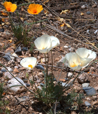 The flowers of <em>Eschscholzia californica</em> ssp. <em>mexicana</em>  can vary in color, with white flowers also being seen.