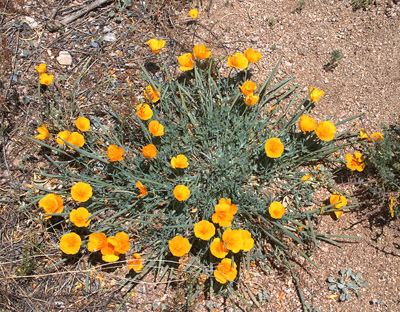 Overview of the California poppy: Eschscholzia californica ssp. mexicana
from above
