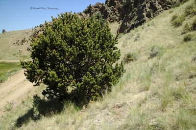 Overview of the shape of the bristlecone pine tree, <em>Pinus aristata</em>.



