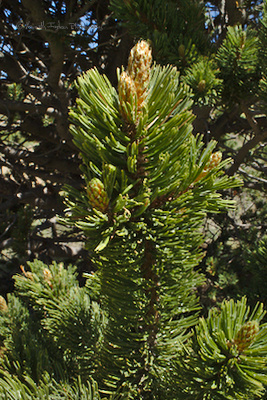 Photo of the characteristic, densely packed needles of  <em>Pinus aristata</em>.



