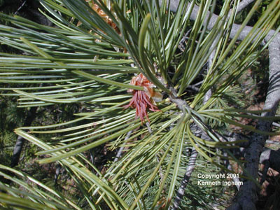 Close-up of needles in fascicles of the limber pine tree, Pinus flexilis.
