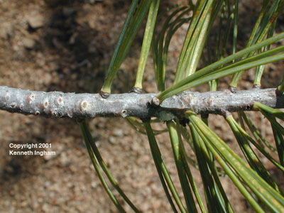 Close-up of needles in fascicles and bark of the limber pine tree, Pinus flexilis.
