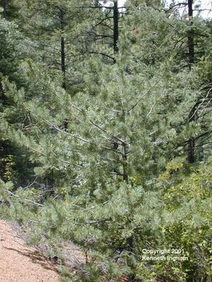 Overview of the limber pine tree, Pinus flexilis.
