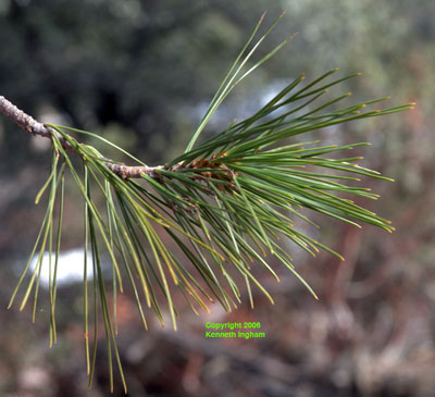 Close-up of the needles of <em>Pinus leiophylla var. chihuahuana</em>.  
