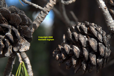 Close-up of the cones of <em>Pinus leiophylla var. chihuahuana</em>.
  
