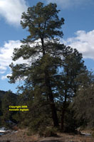 Chiricahua pine