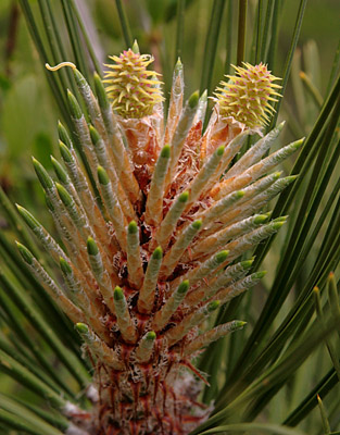 Closeup of female cones of ponderosa pine <em>Pinus ponderosa</em>.