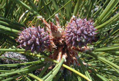 Closeup of  slightly older female cones of ponderosa pine <em>Pinus ponderosa</em>. 