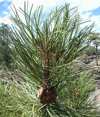 Closeup of the end of a branch on a ponderosa pine <em>Pinus ponderosa</em>.