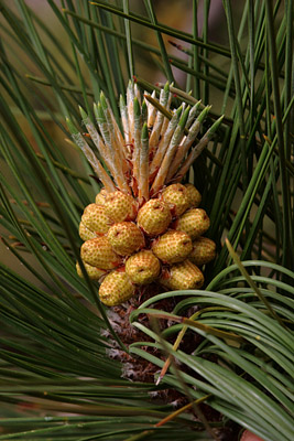 Closeup of  male cones of ponderosa pine <em>Pinus ponderosa</em>.