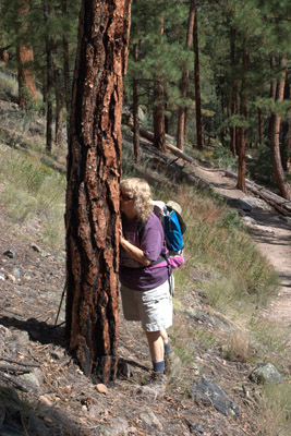 Overview of the bark of ponderosa pine <em>Pinus ponderosa</em> showing Diana smelling the vanillin.