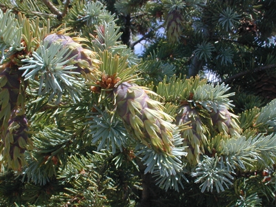 Young cones of a Douglas fir, <em>Pseudotsuga menziesii</em>.
