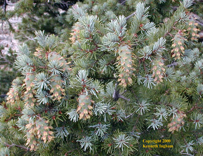 A serious case of "mousetails" on young cones of a Douglas fir, <em>Pseudotsuga menziesii</em>.
