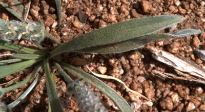 View of the leaf front (and some flowers) of the woolly plantain <em>Plantago patagonica</em>. 