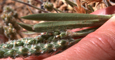 View of the leaf back (and some flowers) of the woolly plantain <em>Plantago patagonica</em>.