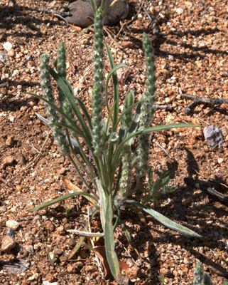 Overview of woolly plantain <em>Plantago patagonica</em>. Photographed at Aguirre Springs Campground, May 8, 2055.