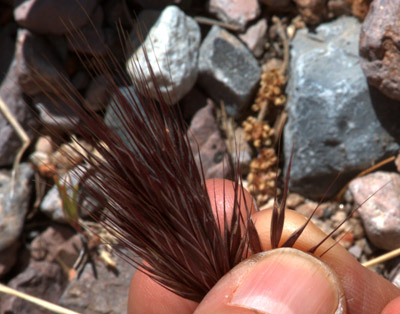 Closeup of red brome grass <em>Bromus rubens</em> seed head, showing individual florets.
