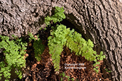 The southern maidenhair fern, <em>Adiantum capillus-veneris</em>.

