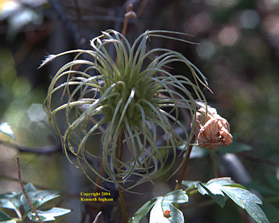 Seed head of Clematis columbiana.
