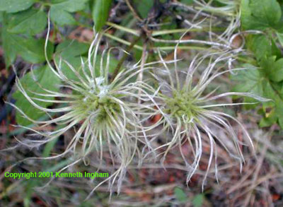 Seed head of Clematis columbiana.

