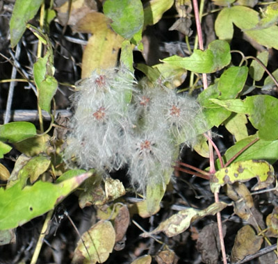 Closeup of the fluffy seed heads of the <em>Clematis ligusticifolia Nutt.</em>.