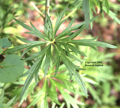 Close-up of Wahatoya Creek larkspur or robust larkspur leaf, D. robustum.
