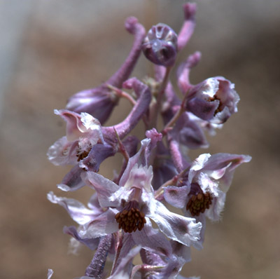 Closer view of the Organ Mt. larkspur flower showing the stamens well, <em>Delphinium wootonii</em>.
