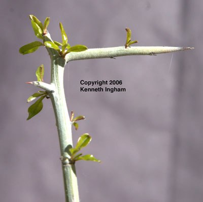 Overview of new leaves and the stem of lotebush, <em>Ziziphus obtusifolia</em>. 
