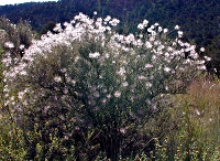 Overview of Apache Plume shrub
