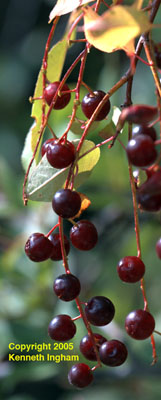 Berries of chokecherry, <em>Prunus virginiana</em>.
